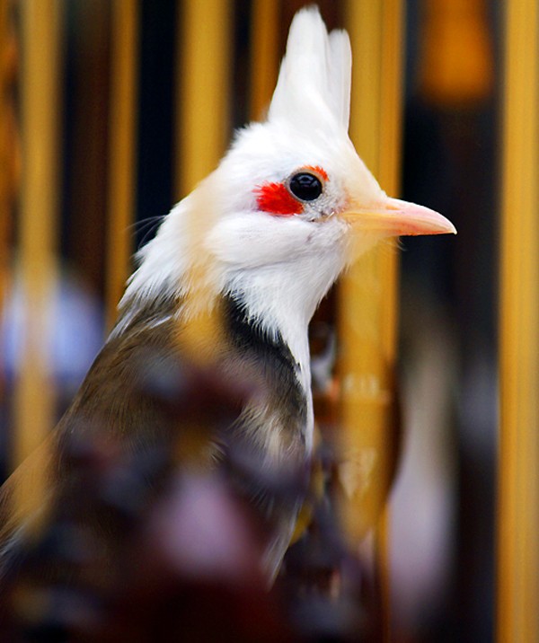 Chú chim chào mào này được mệnh danh là "nữ hoàng chào mào" với sự đặc biệt chính là vô cùng quý hiếm trong tự nhiên và sở hữu 1 bộ lông có khoảng trắng từ đầu đến yếm, mắt trang điểm thêm 1 khoảnh đỏ.
